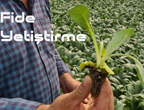 Enginar Fidesi kategorisi için resim